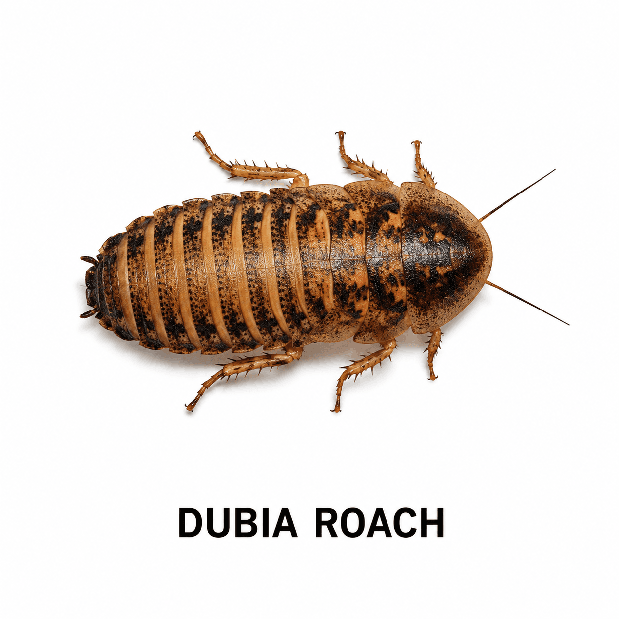 Cucaracha dubia