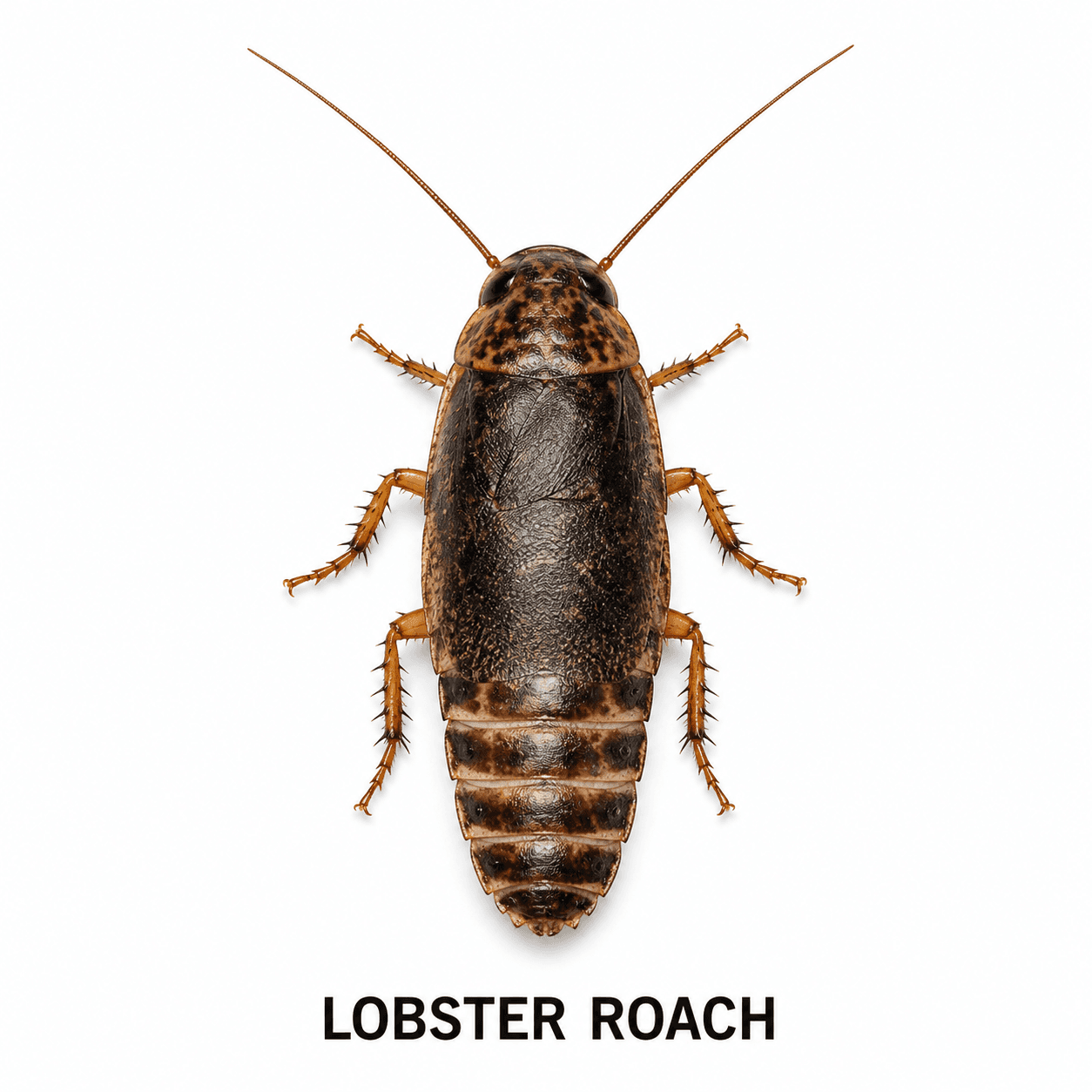 Lobsterschabe
