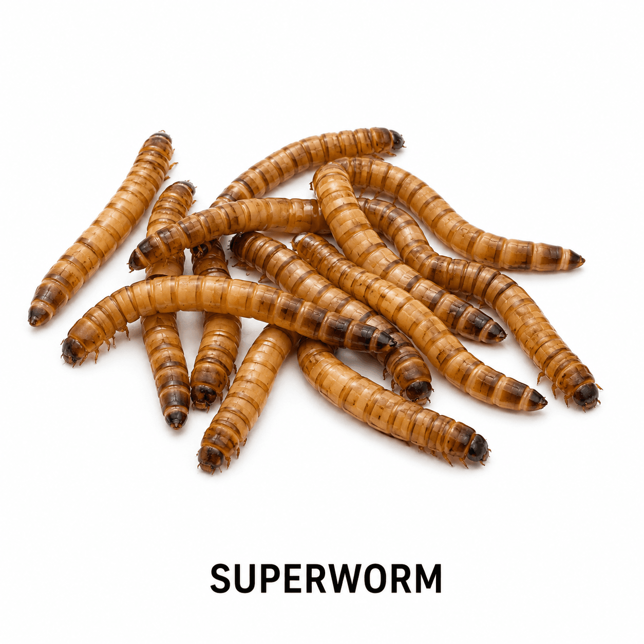 Zophobas