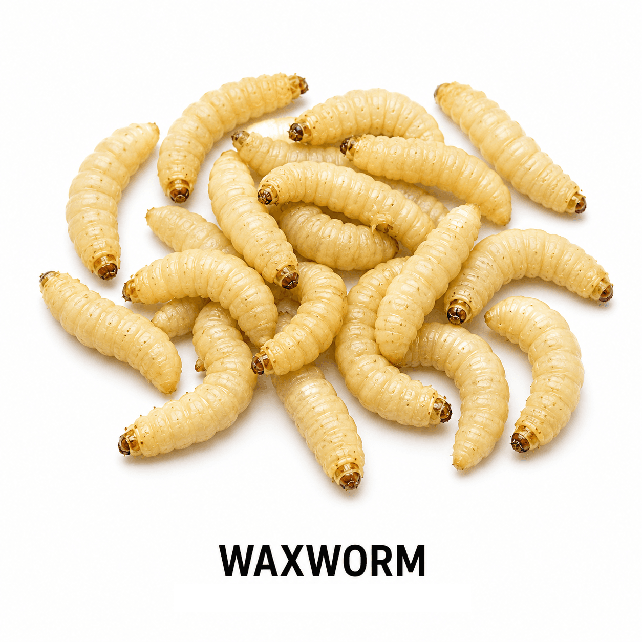 Wachsmaden