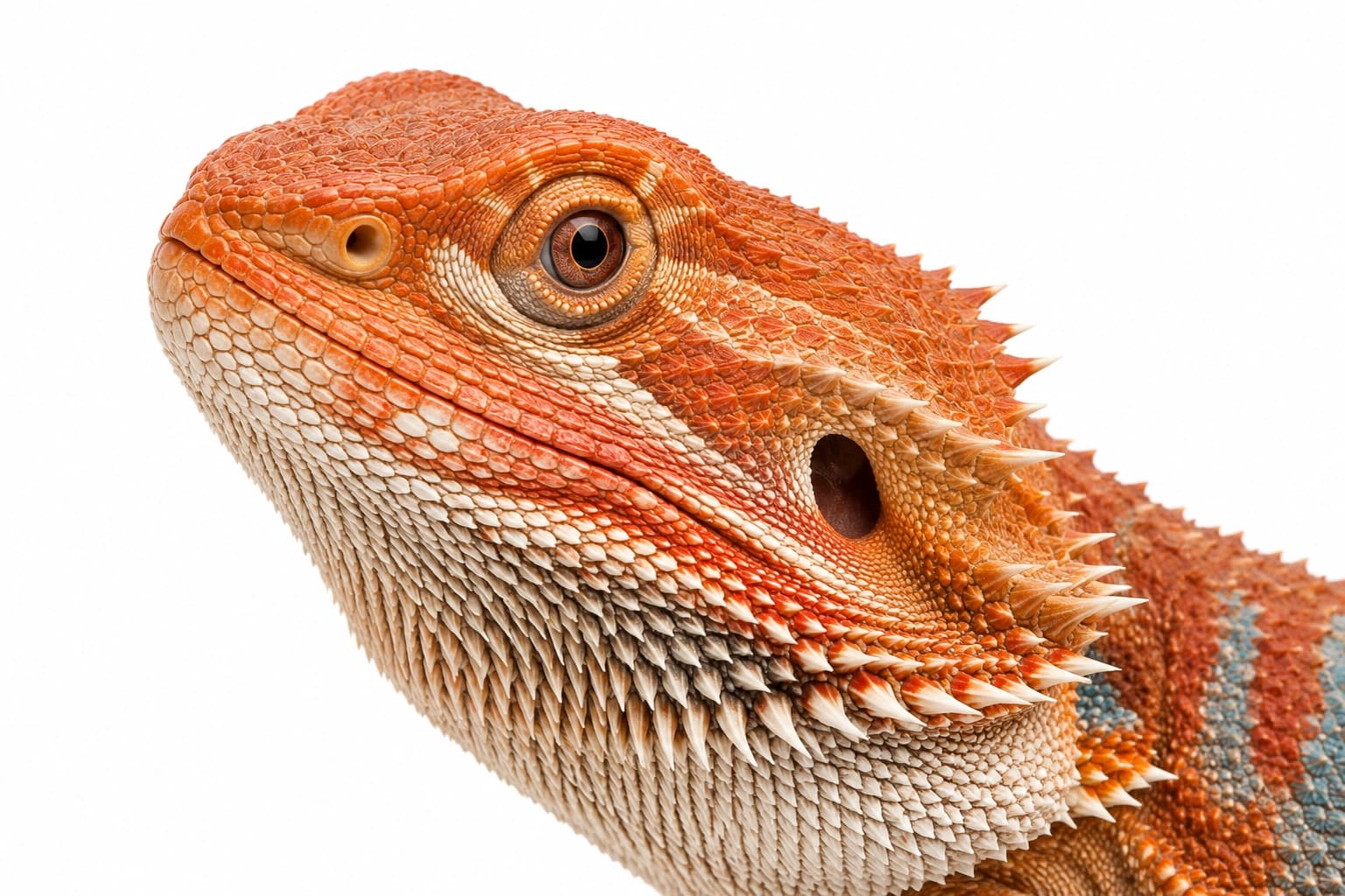 Blue Bar Bearded Dragon head showing natural facial scales and cool-toned markings