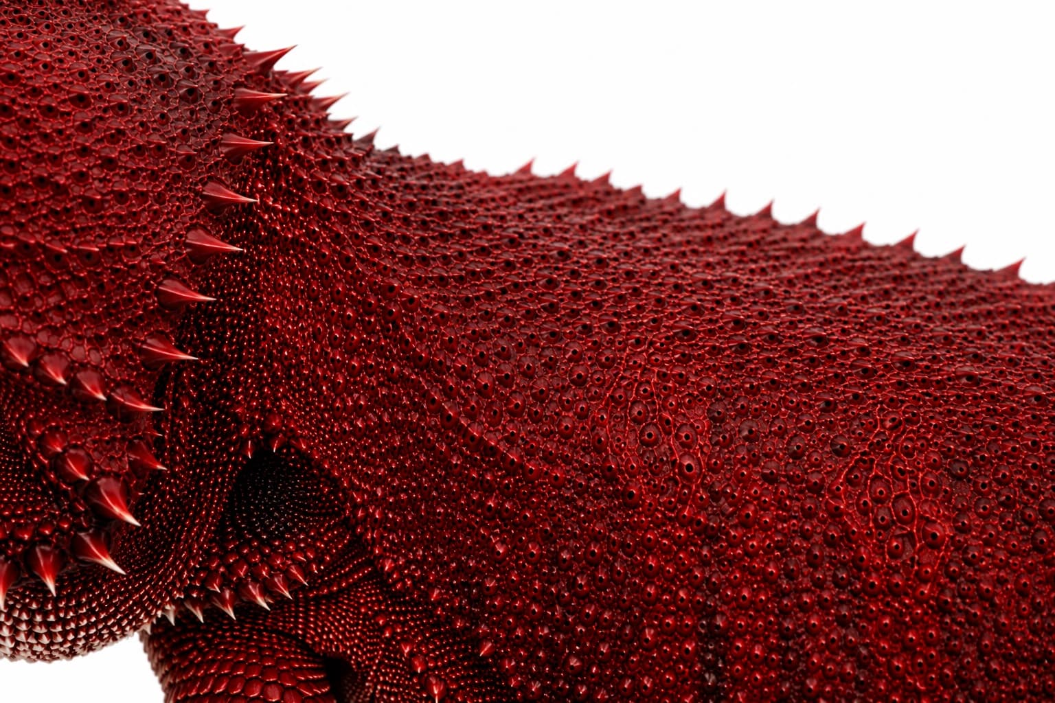 Close-up of the intense red pigmentation associated with the Red Monster bloodline