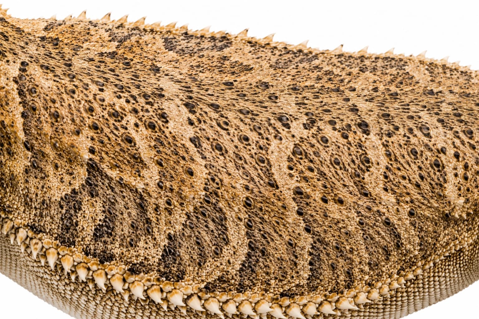 Macro photograph of Dunner Bearded Dragon scales pointing in multiple directions