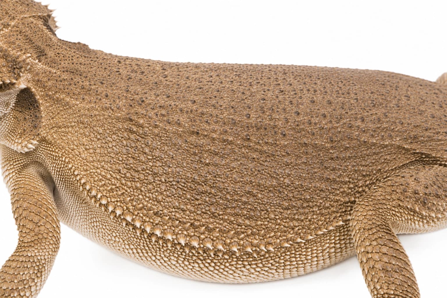 Close-up comparison of the small smooth dorsal scales of a Leatherback Bearded Dragon