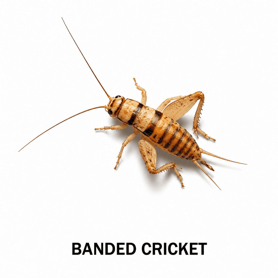 Grillo bandeado