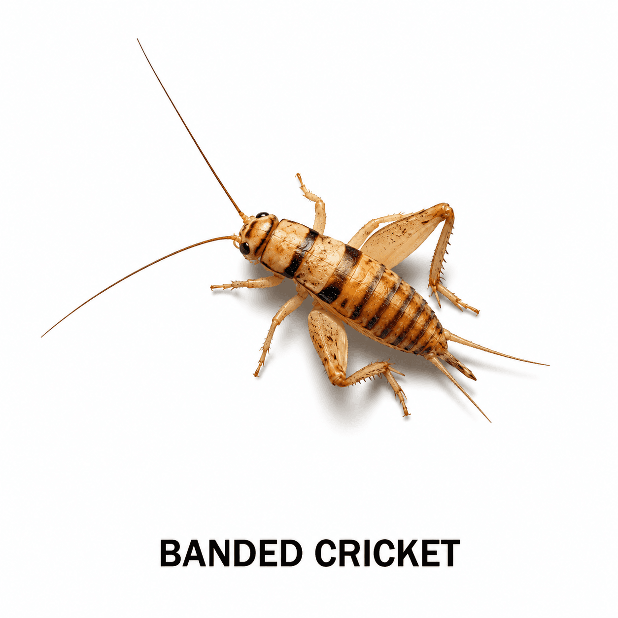 Bändergrille
