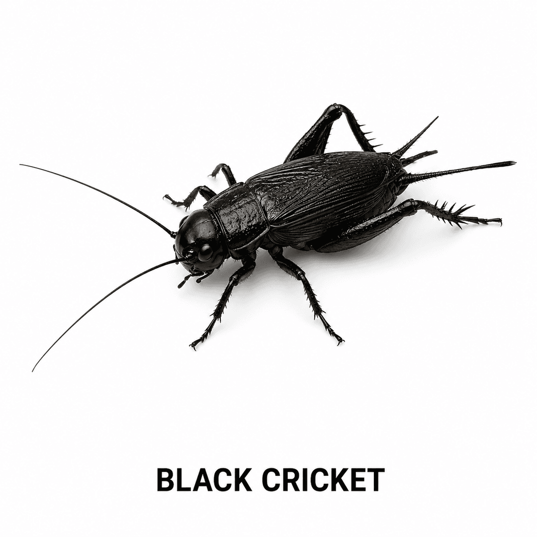 Grillo negro