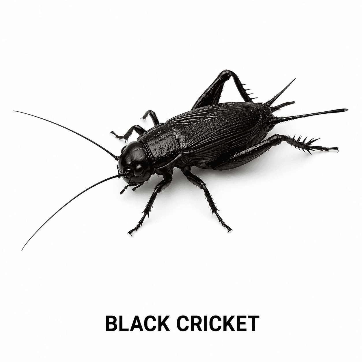 Grillo negro