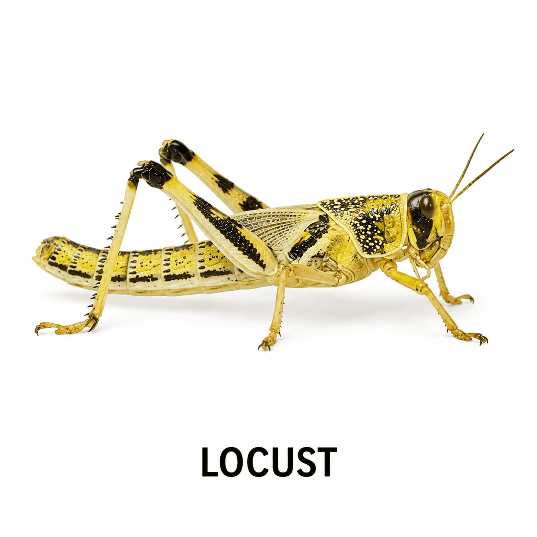 Langostas