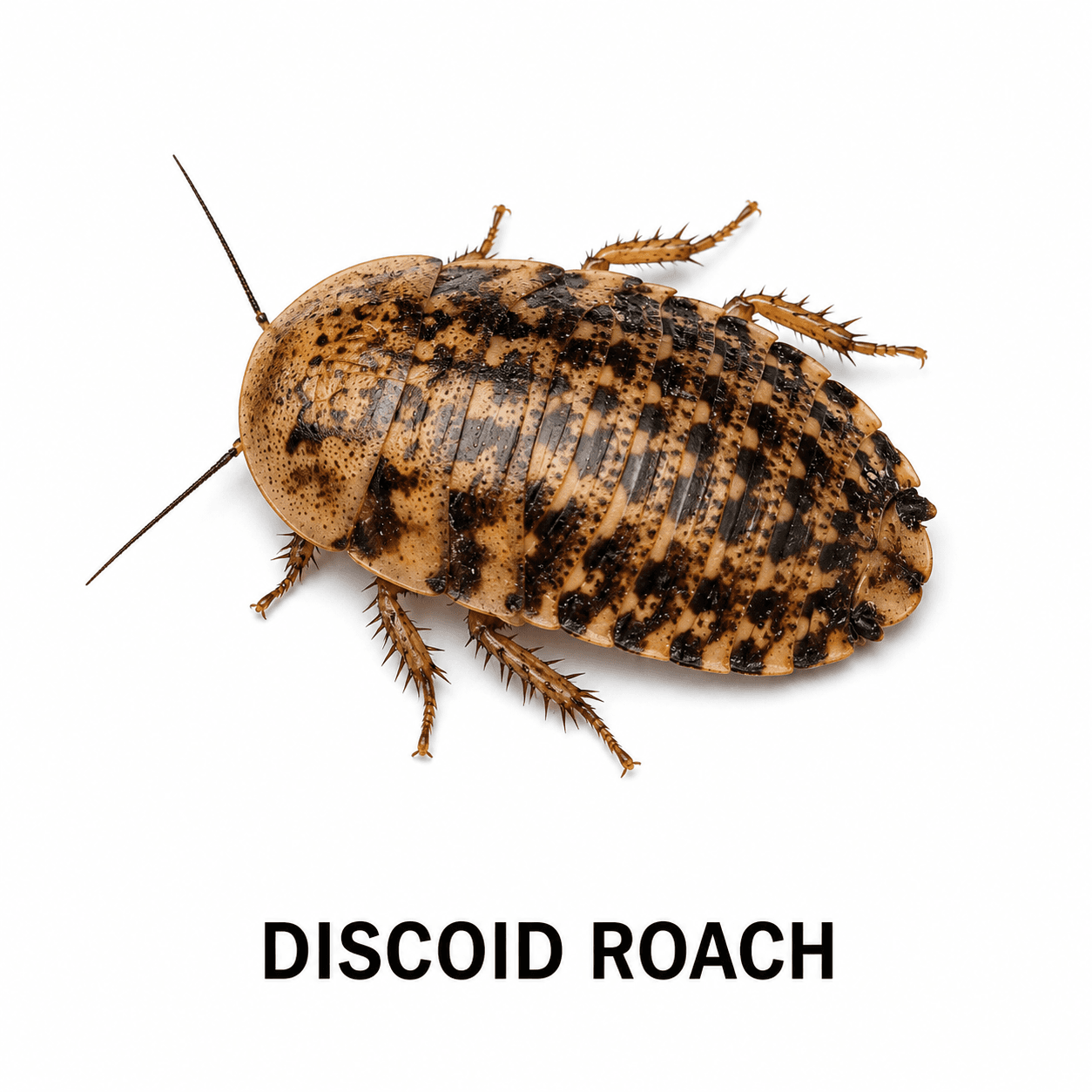 Discoid-Schabe