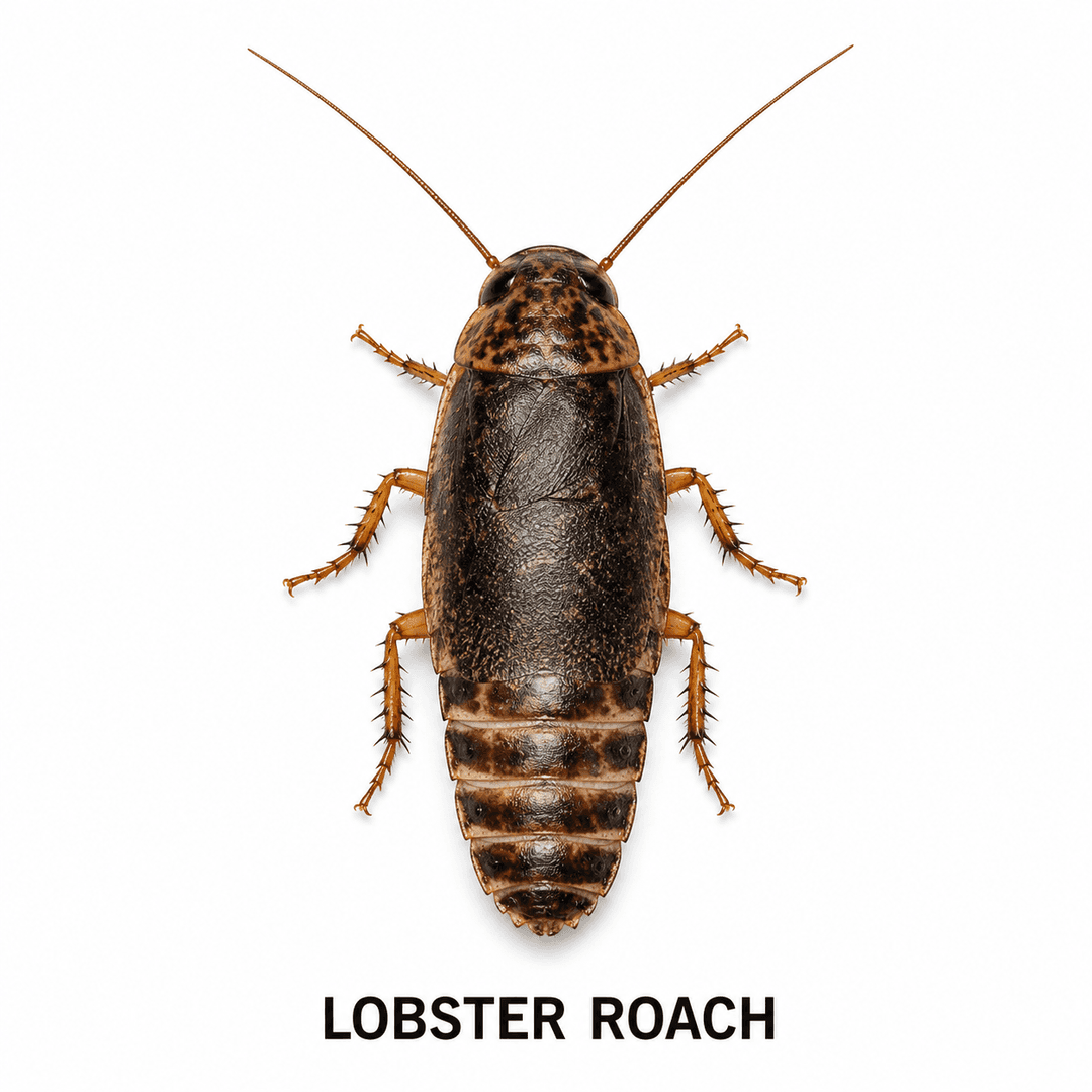 Cucaracha lobster
