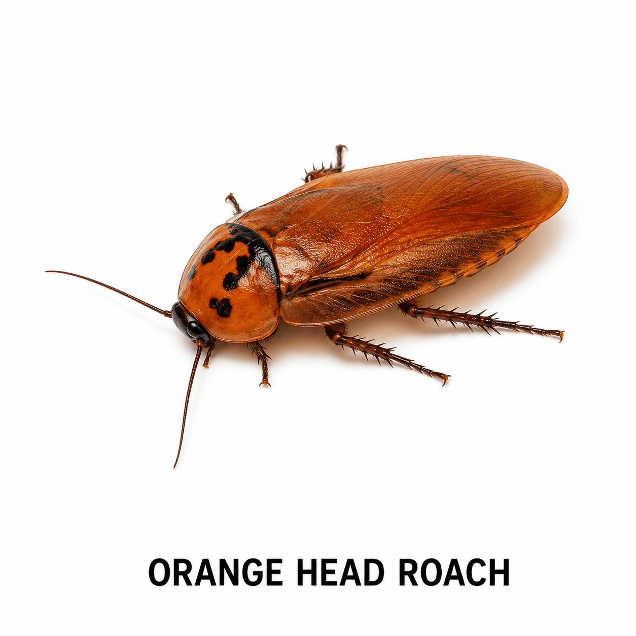Orangenkopf-Schabe