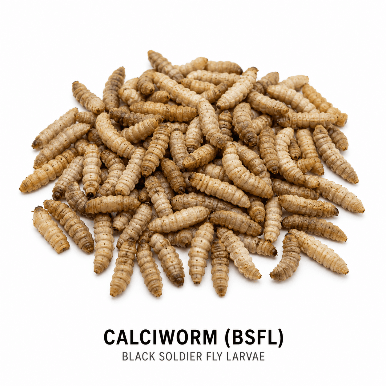 Calciworms / BSFL