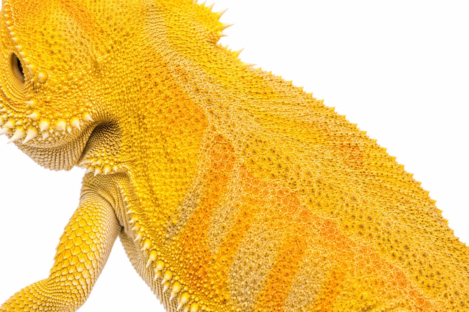 Close-up of the lemon-yellow and golden scales characteristic of a Citrus Bearded Dragon