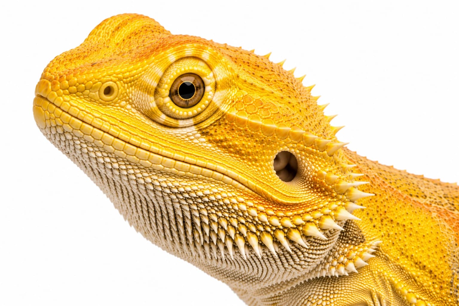 Close-up of a Citrus Bearded Dragon head showing bright yellow facial pigmentation