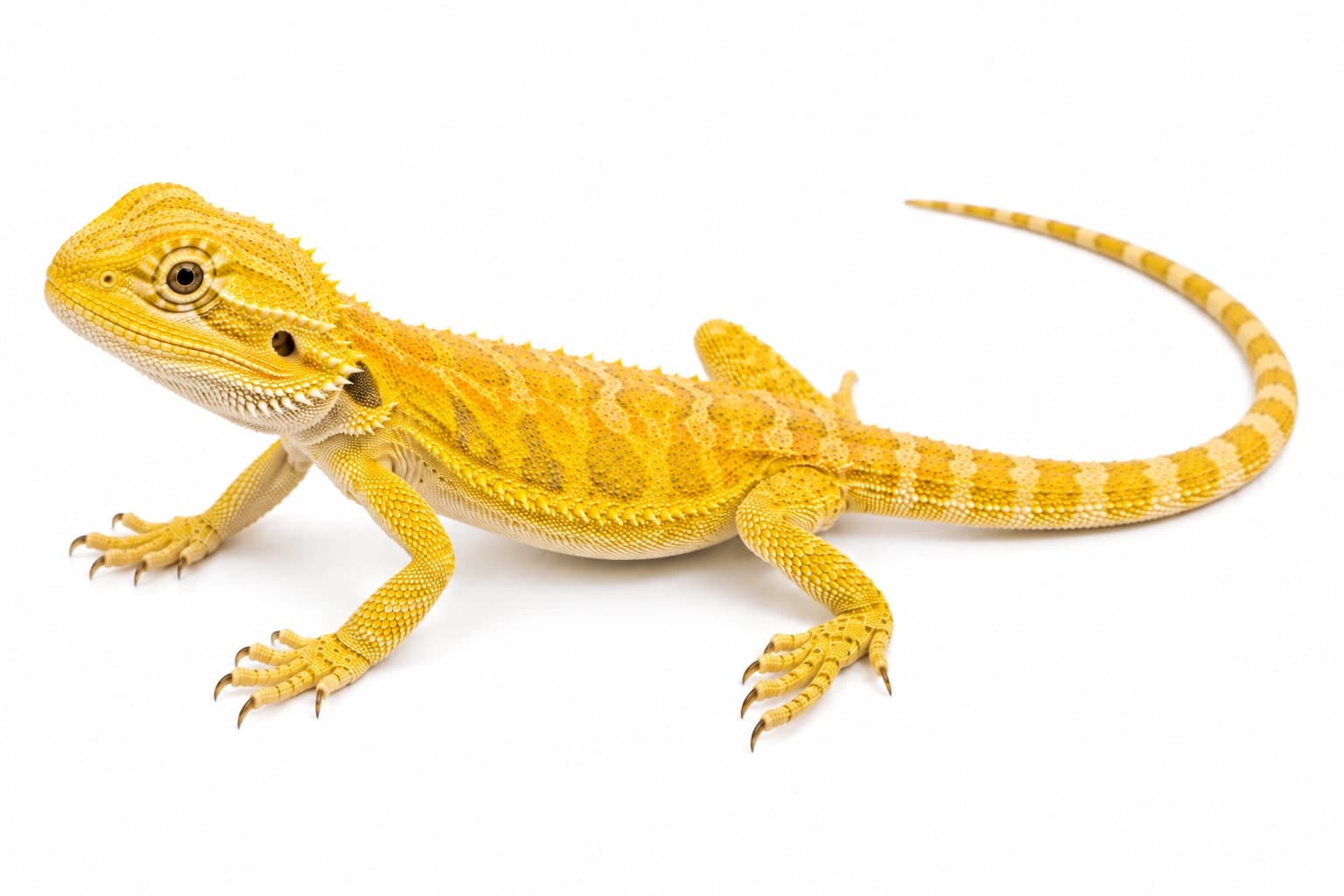 Juvenile Citrus Bearded Dragon showing developing yellow colour and visible body pattern