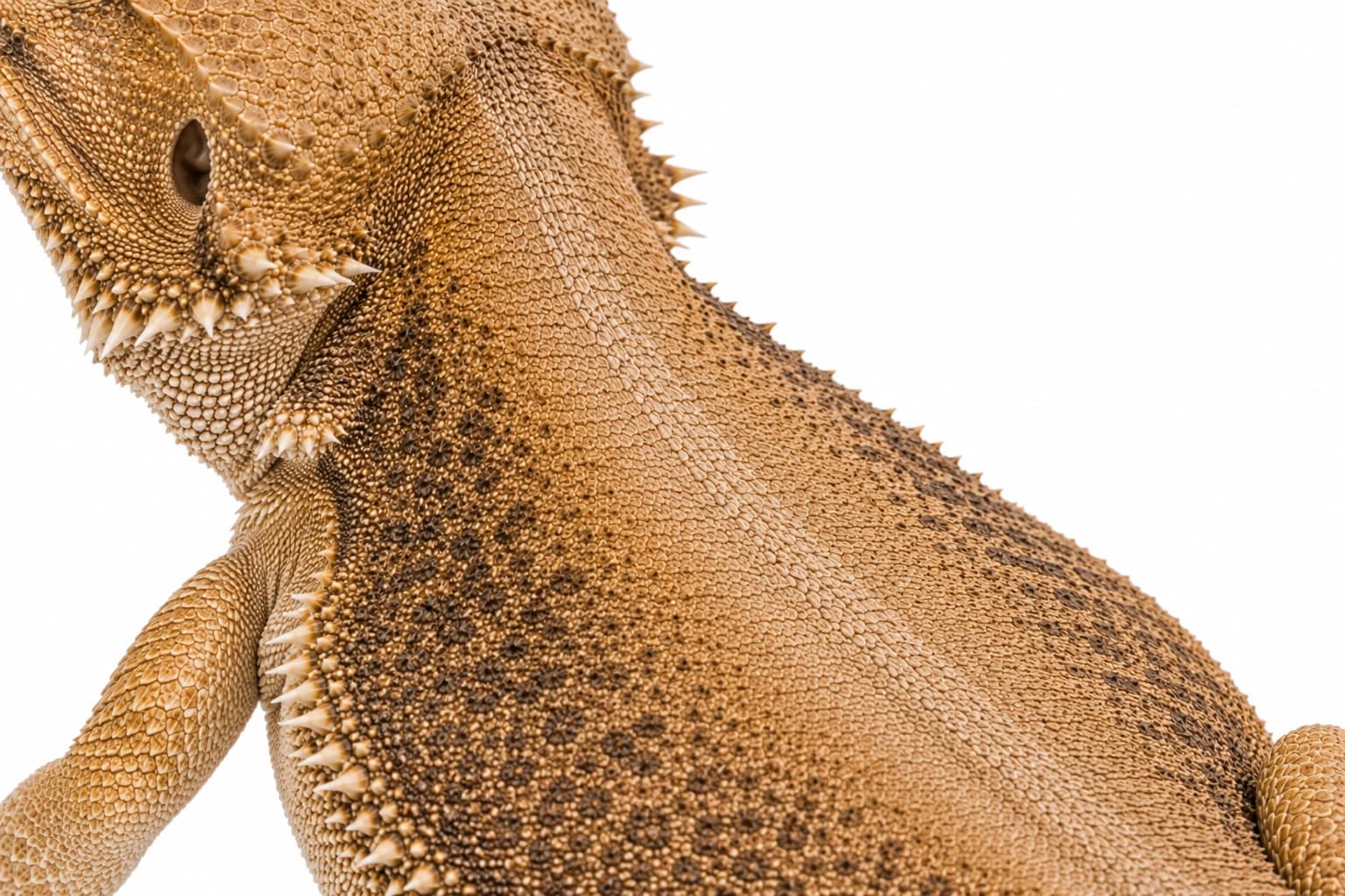 Close-up of paired Genetic Stripe lines running along both sides of the spine