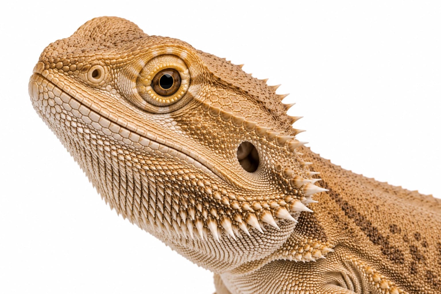 Genetic Stripe Bearded Dragon head showing natural facial scales and the beginning of the dorsal pattern