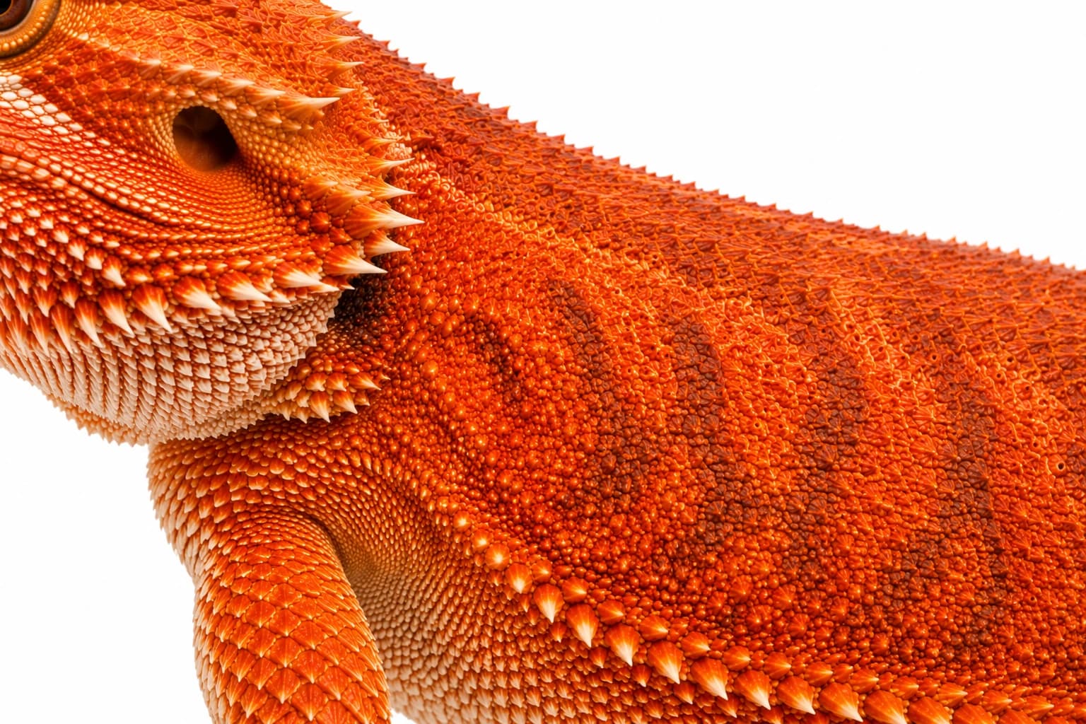 Close-up of the saturated orange scales of an Orange Bearded Dragon