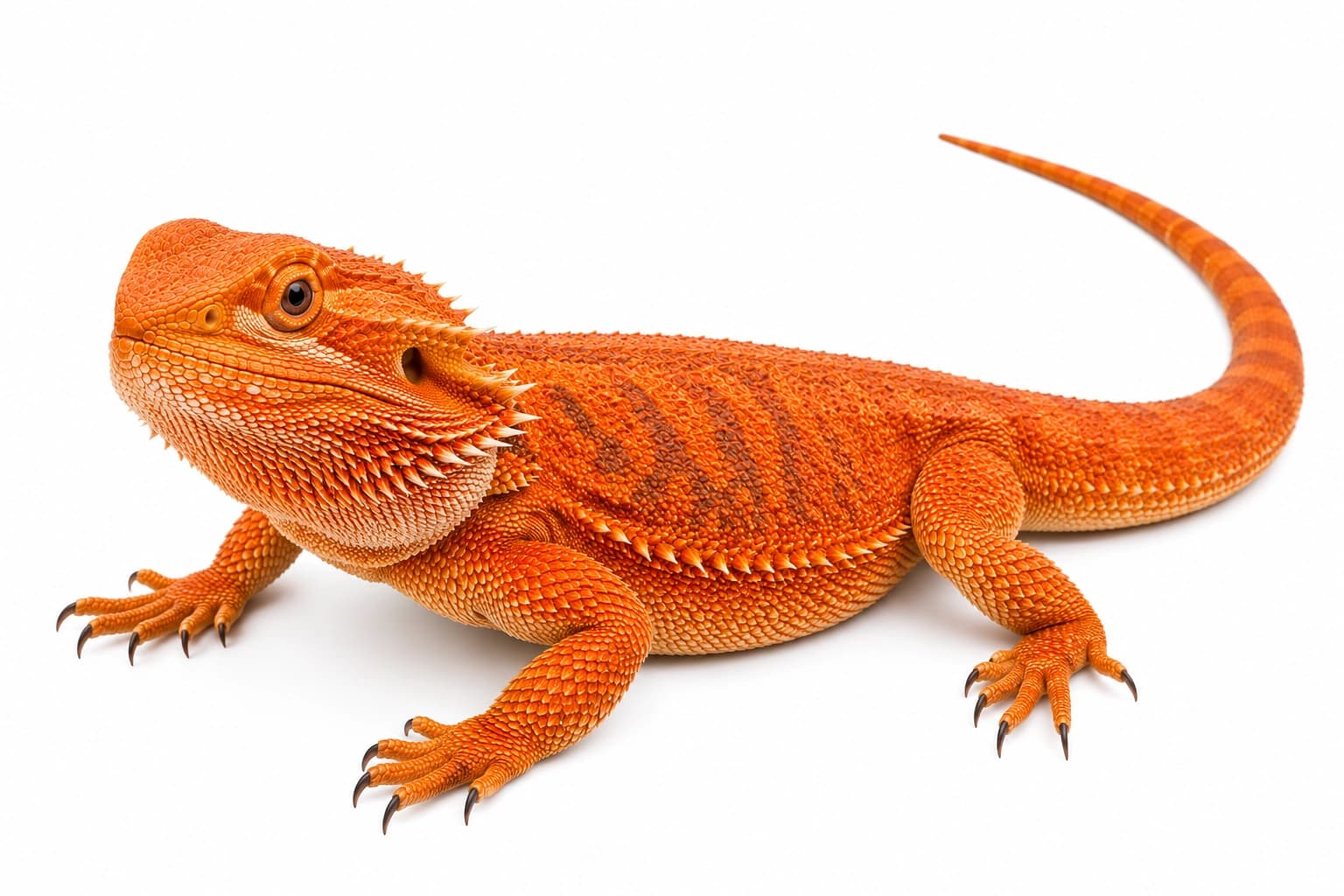 Orange Bearded Dragon morph