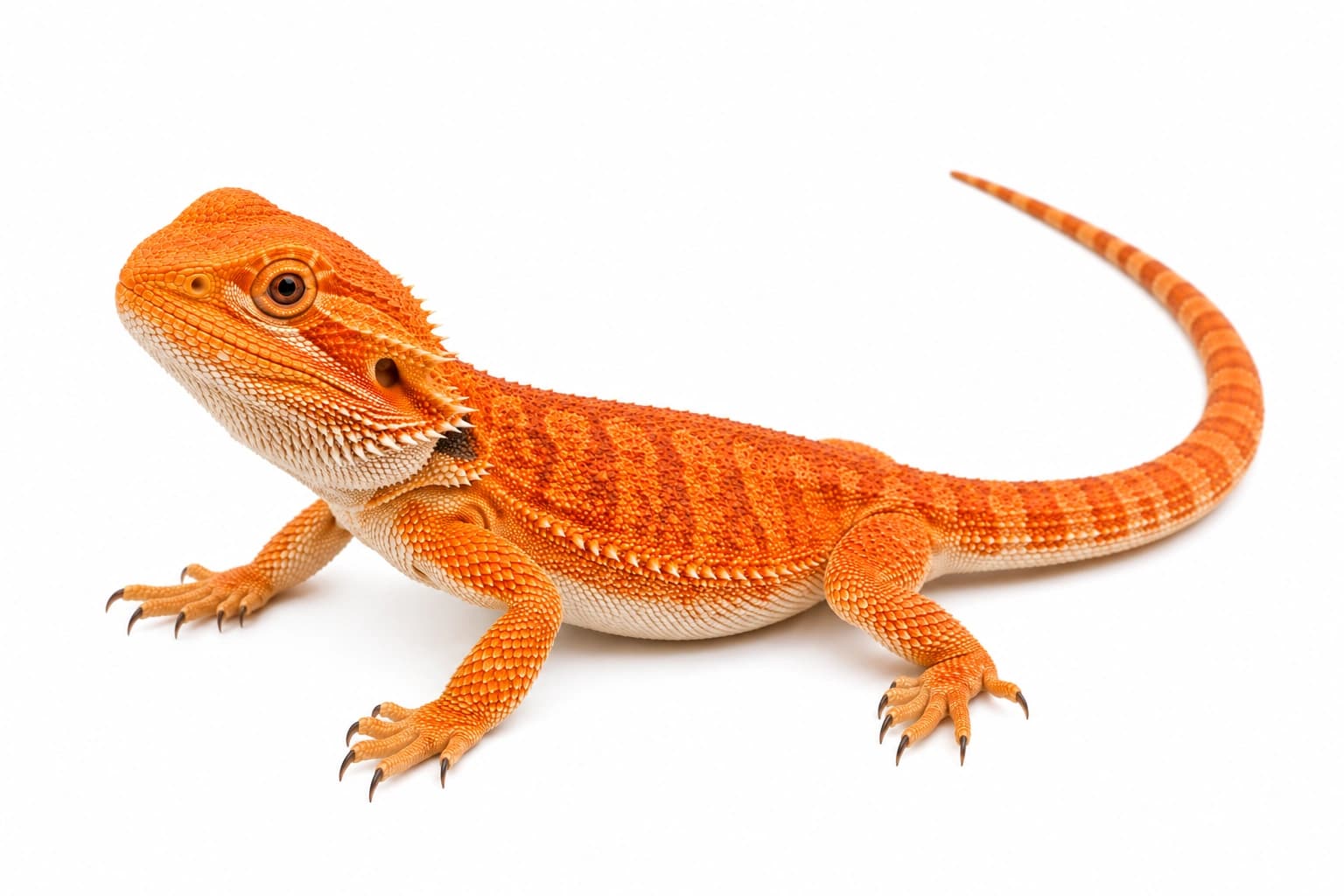 Juvenile Orange Bearded Dragon showing developing tangerine colour and visible body pattern