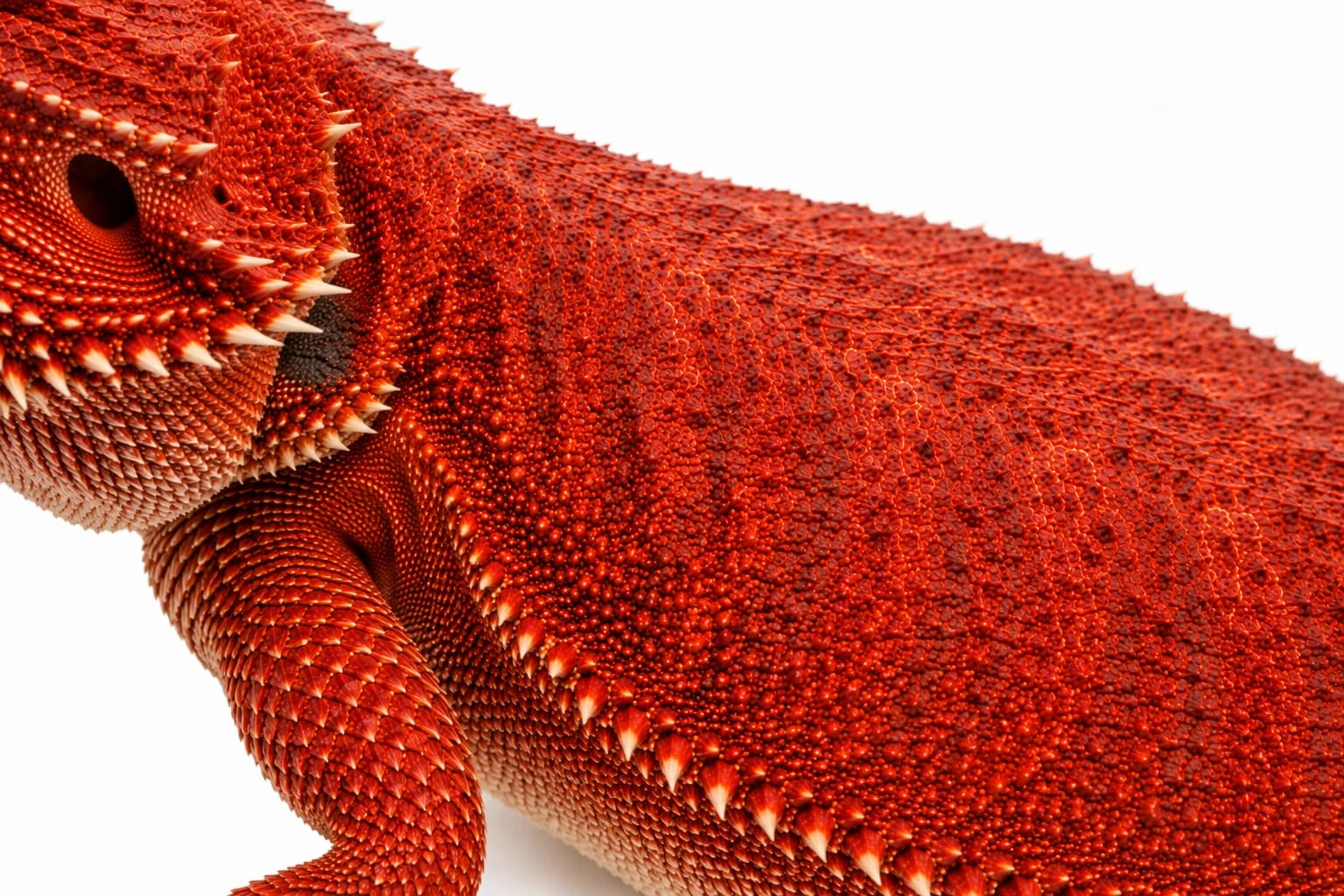 Close-up of the deep red pigmentation of a Red Bearded Dragon