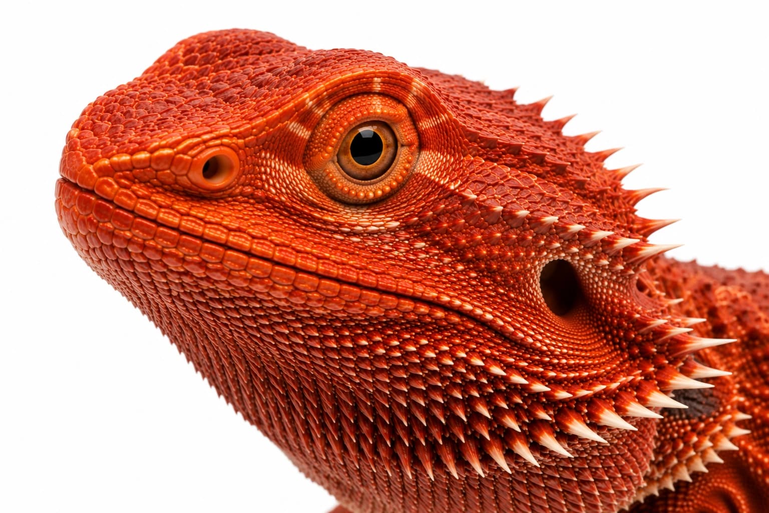 Red Bearded Dragon head showing crimson facial pigmentation and natural scales