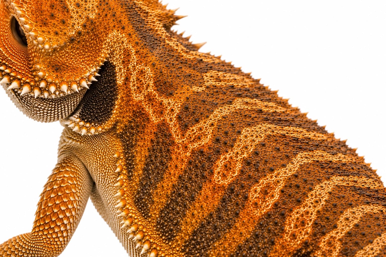 Close-up of the bold transverse banding characteristic of a Tiger Bearded Dragon