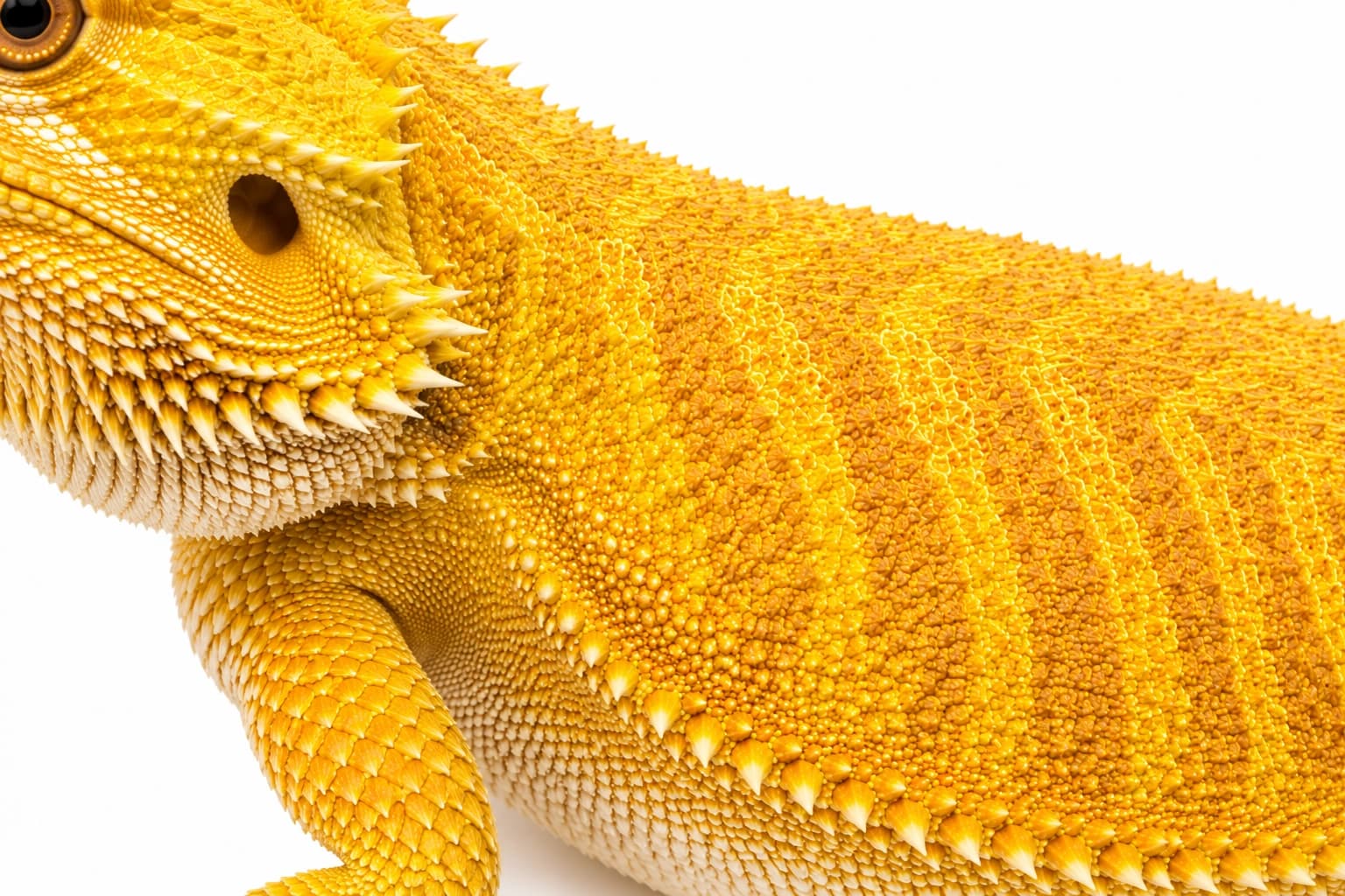 Close-up of the yellow and golden pigmentation of a Yellow Bearded Dragon