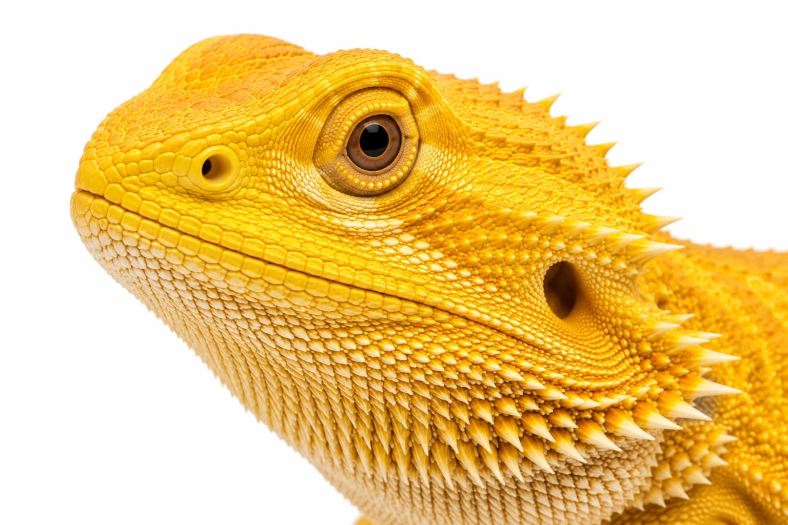 Yellow Bearded Dragon head showing golden facial pigmentation and natural scales
