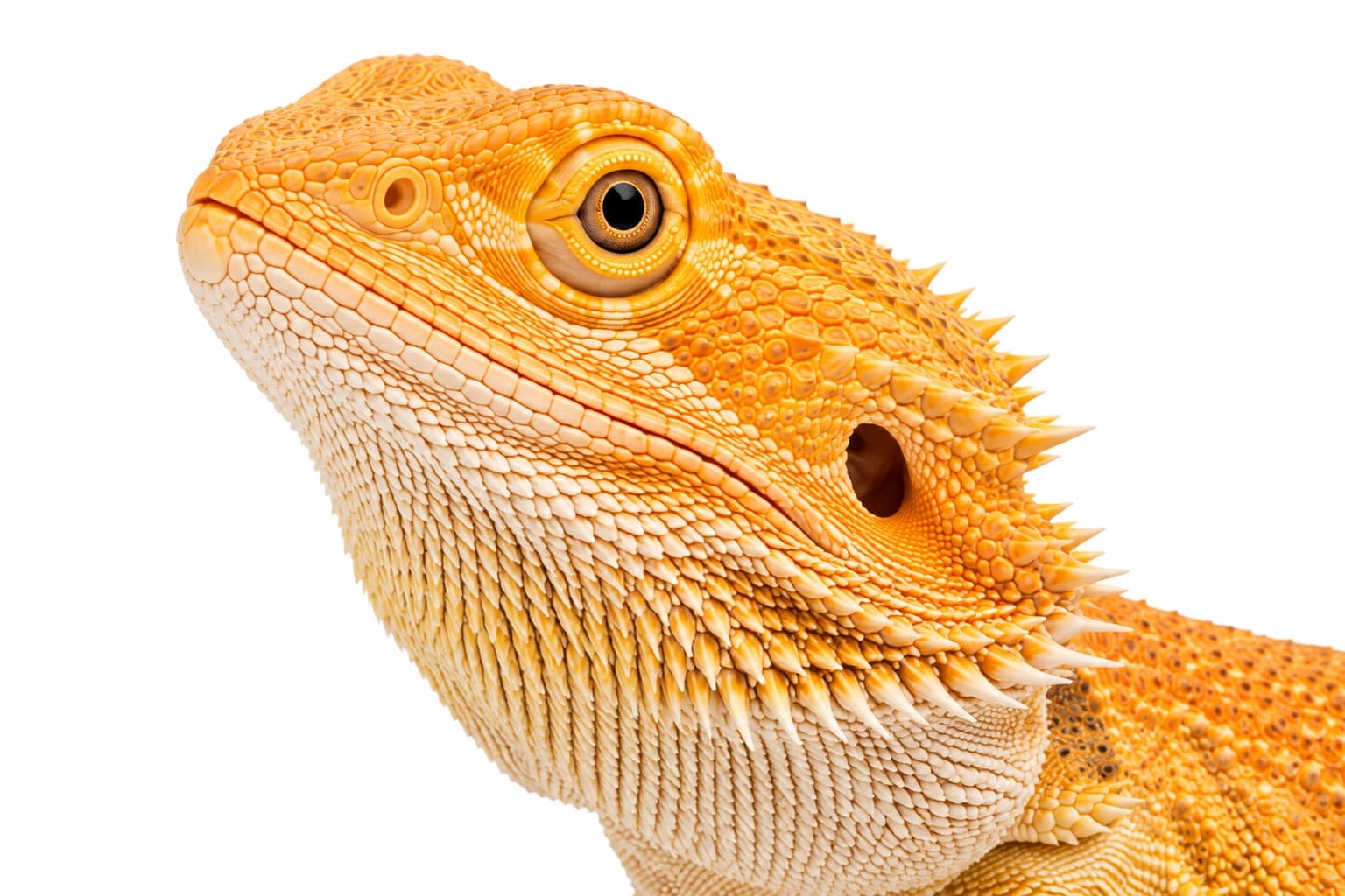 Hypo Bearded Dragon head showing lighter facial pigmentation and normally formed eyes