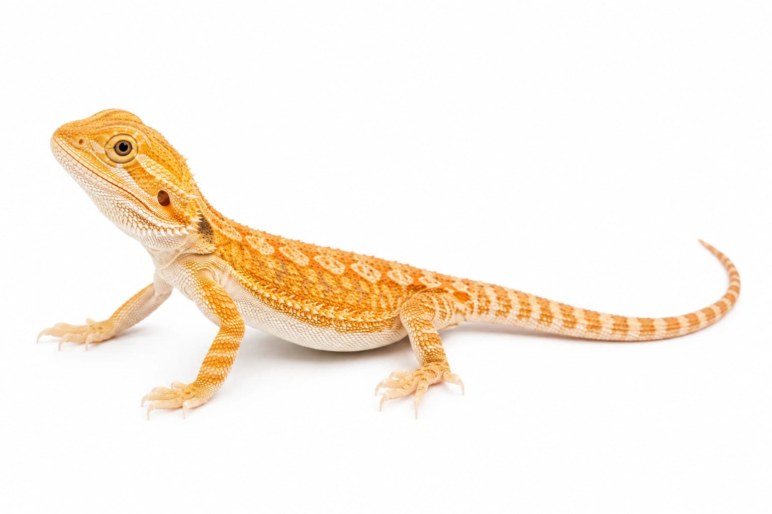 Juvenile Hypo Bearded Dragon showing clear claws, lighter markings and standard scales
