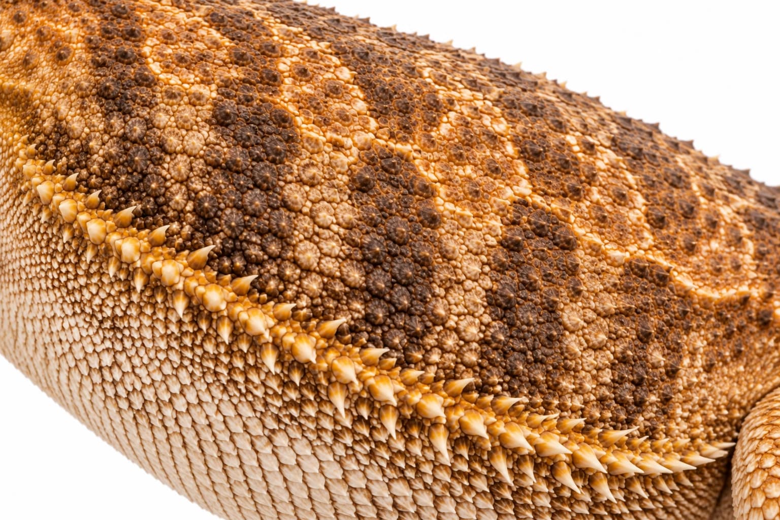 Close-up of the standard scales, dark claws and natural pigmentation of a Normal Bearded Dragon