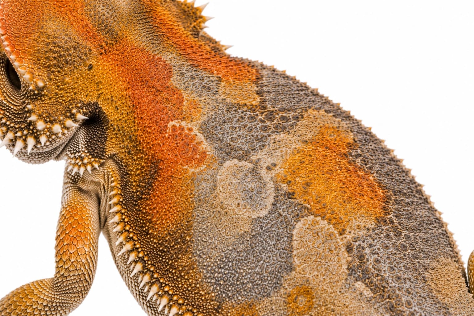 Close-up of unexpected blue-grey, purple or dark colour patches on a Paradox Bearded Dragon