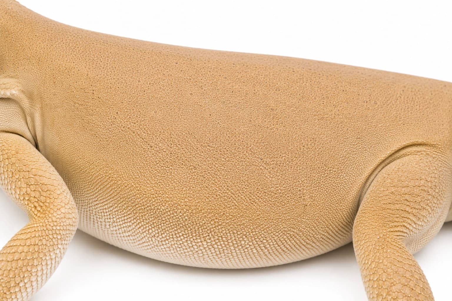 Close-up of the delicate scaleless skin of a Silkback Bearded Dragon
