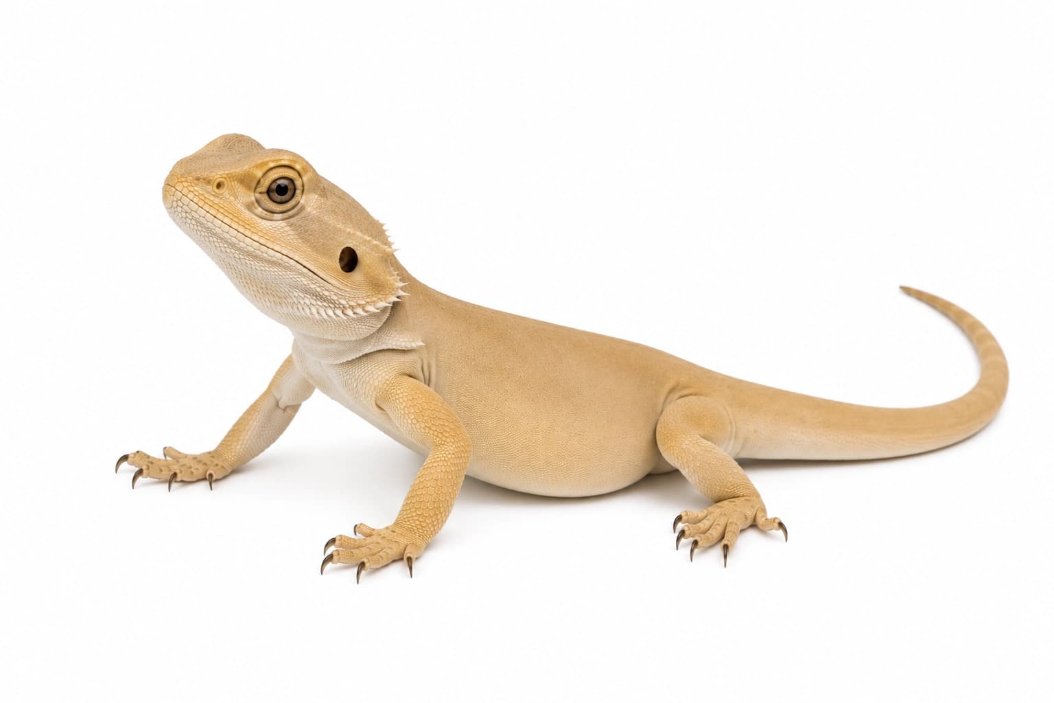 Juvenile Silkback Bearded Dragon showing smooth exposed skin and absent body scalation