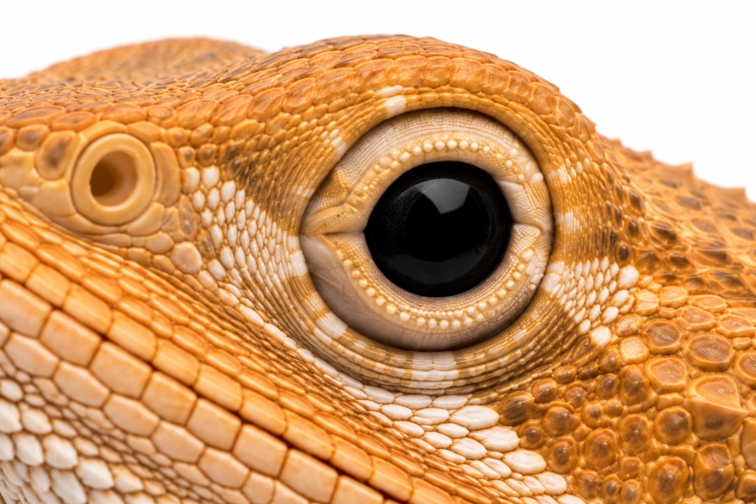 Close-up of the underside of a juvenile Translucent Bearded Dragon showing a blue-grey translucent belly