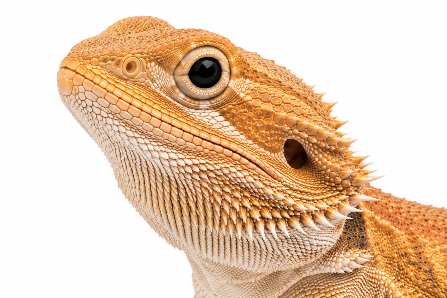 Close-up of a Translucent Bearded Dragon head showing very dark eyes and translucent-looking facial scales