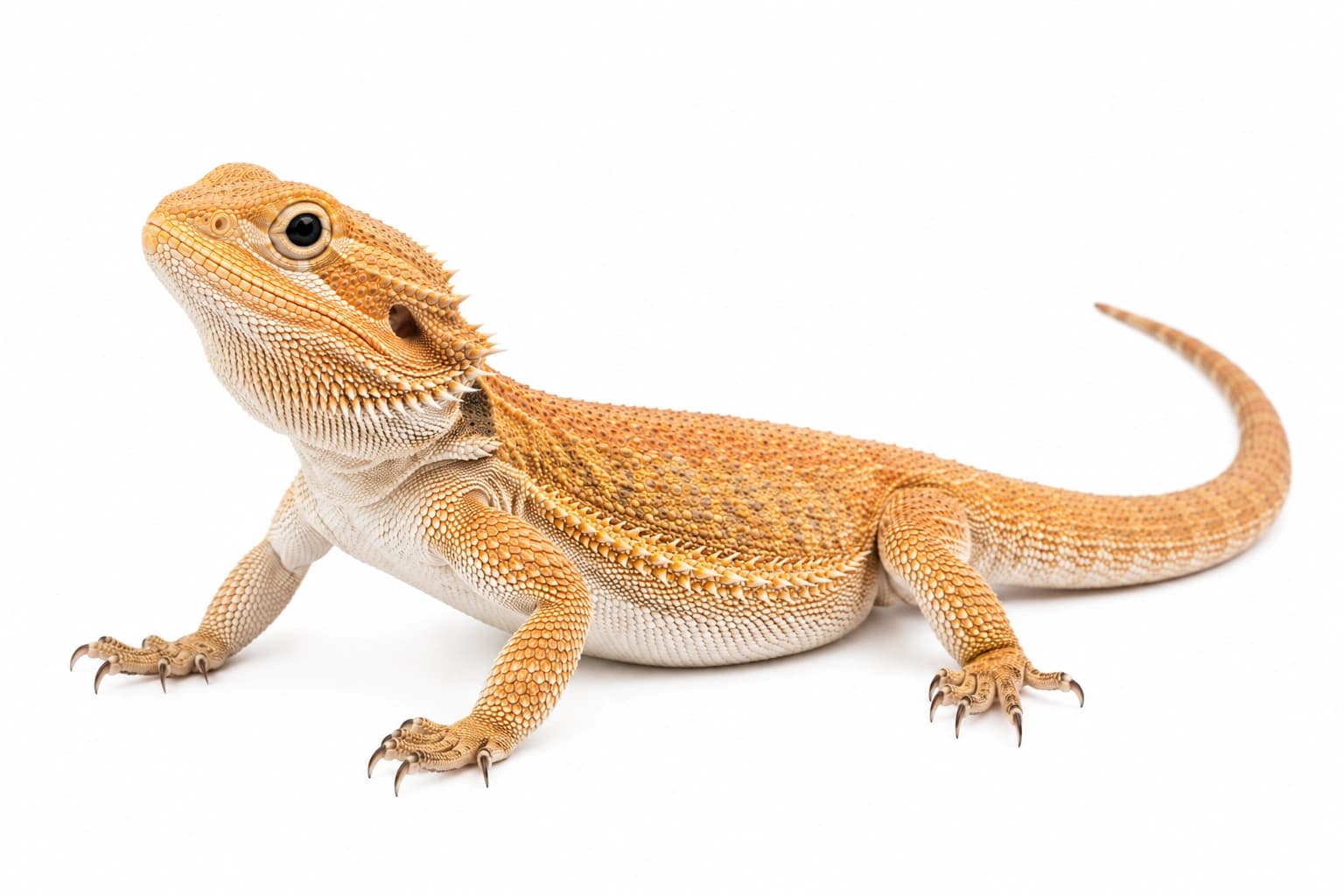 Translucent Bearded Dragon morph
