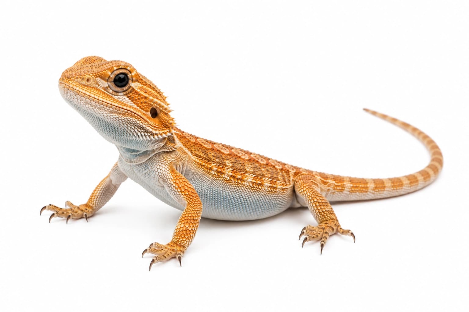 Juvenile Translucent Bearded Dragon showing a bluish underside, glossy skin and dark eyes