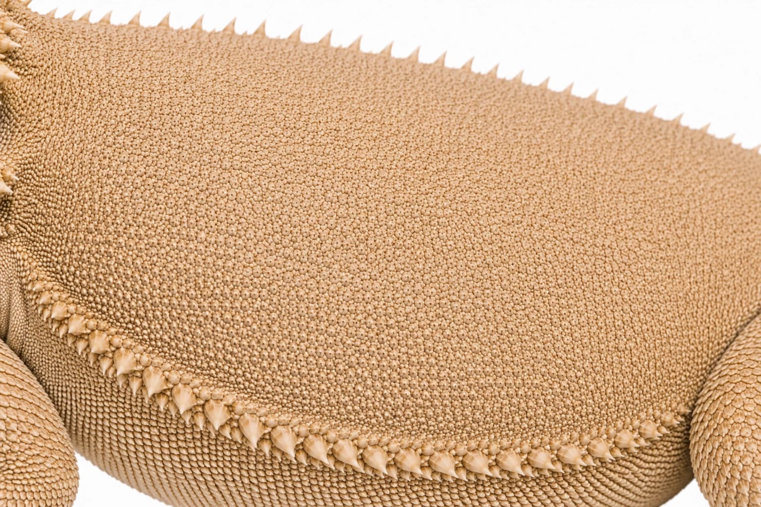 Close-up of the patternless back and warm earthy pigmentation of a Witblits Bearded Dragon