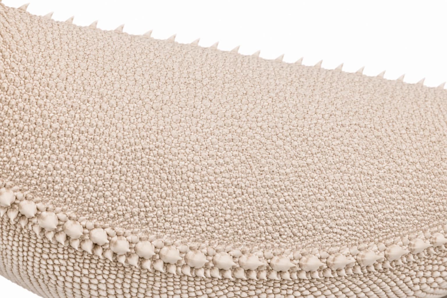 Close-up of the patternless back and uniform colour of a Zero Bearded Dragon
