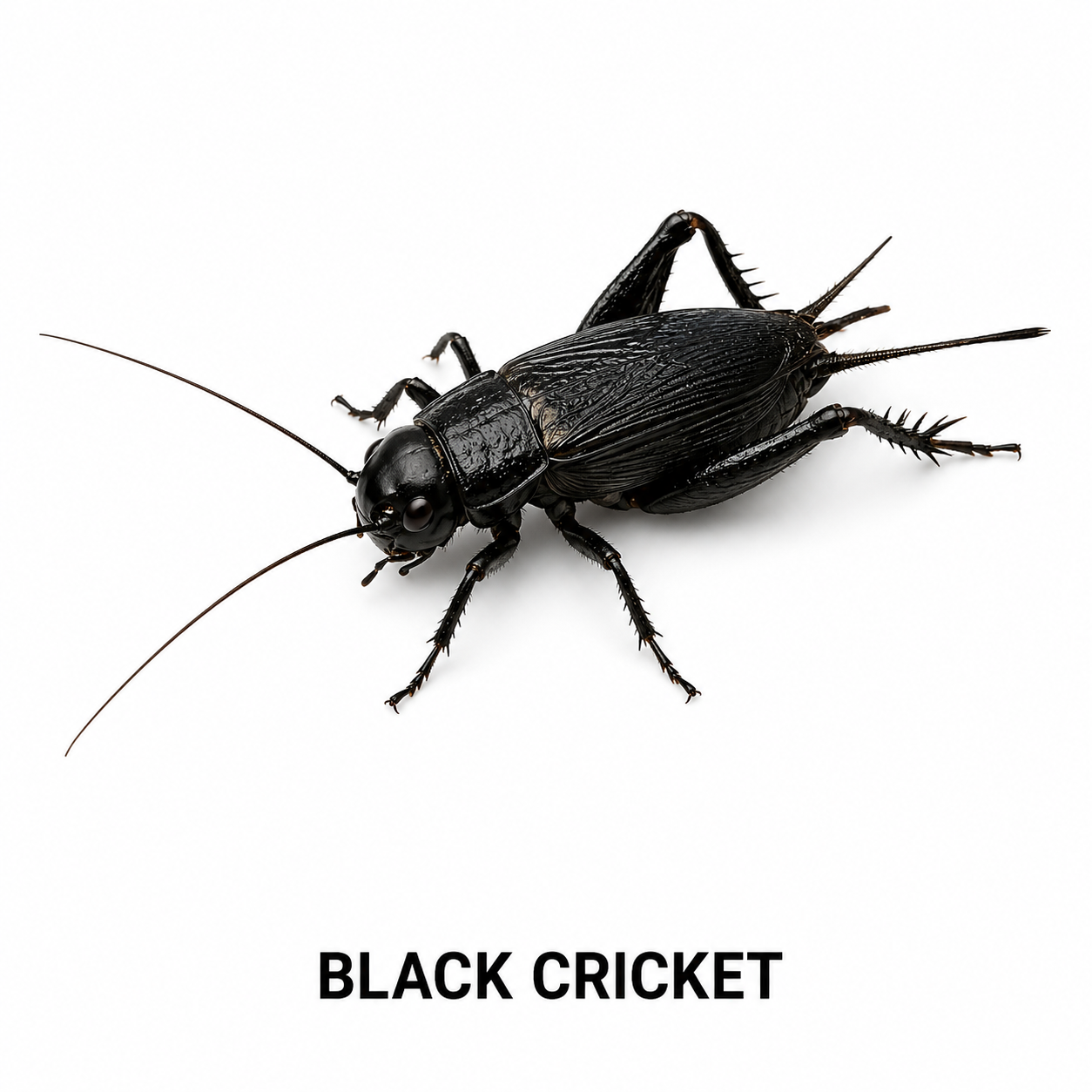 Black Cricket feeder insect for bearded dragons