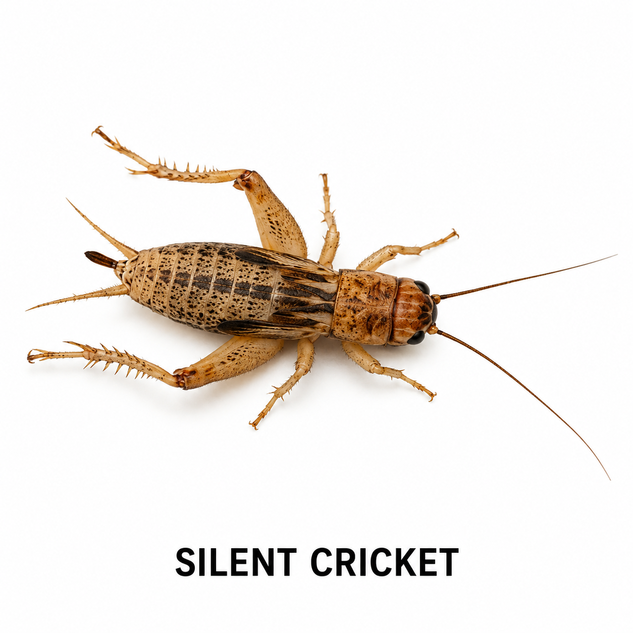 Silent Cricket feeder insect for bearded dragons