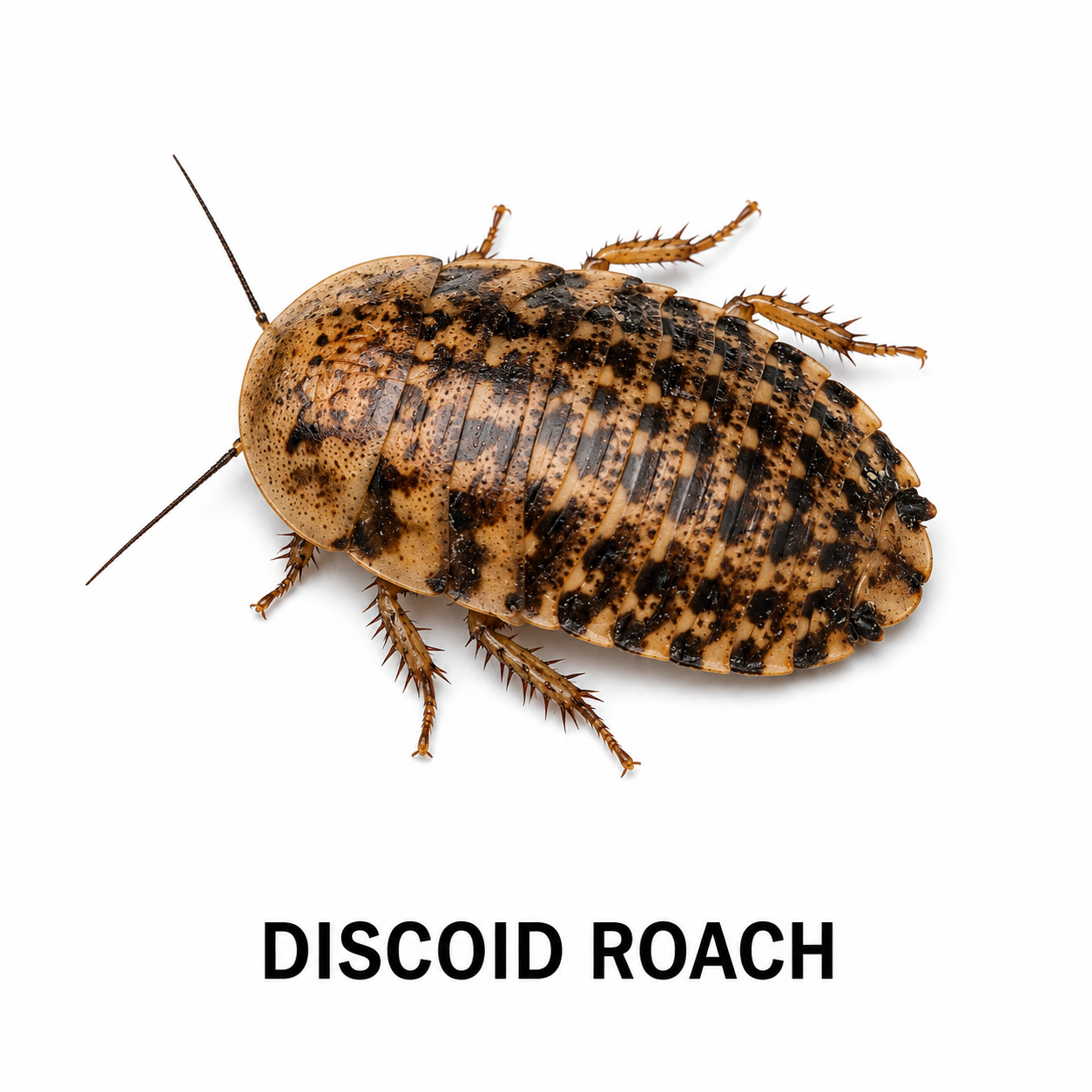 Discoid Roach feeder insect for bearded dragons