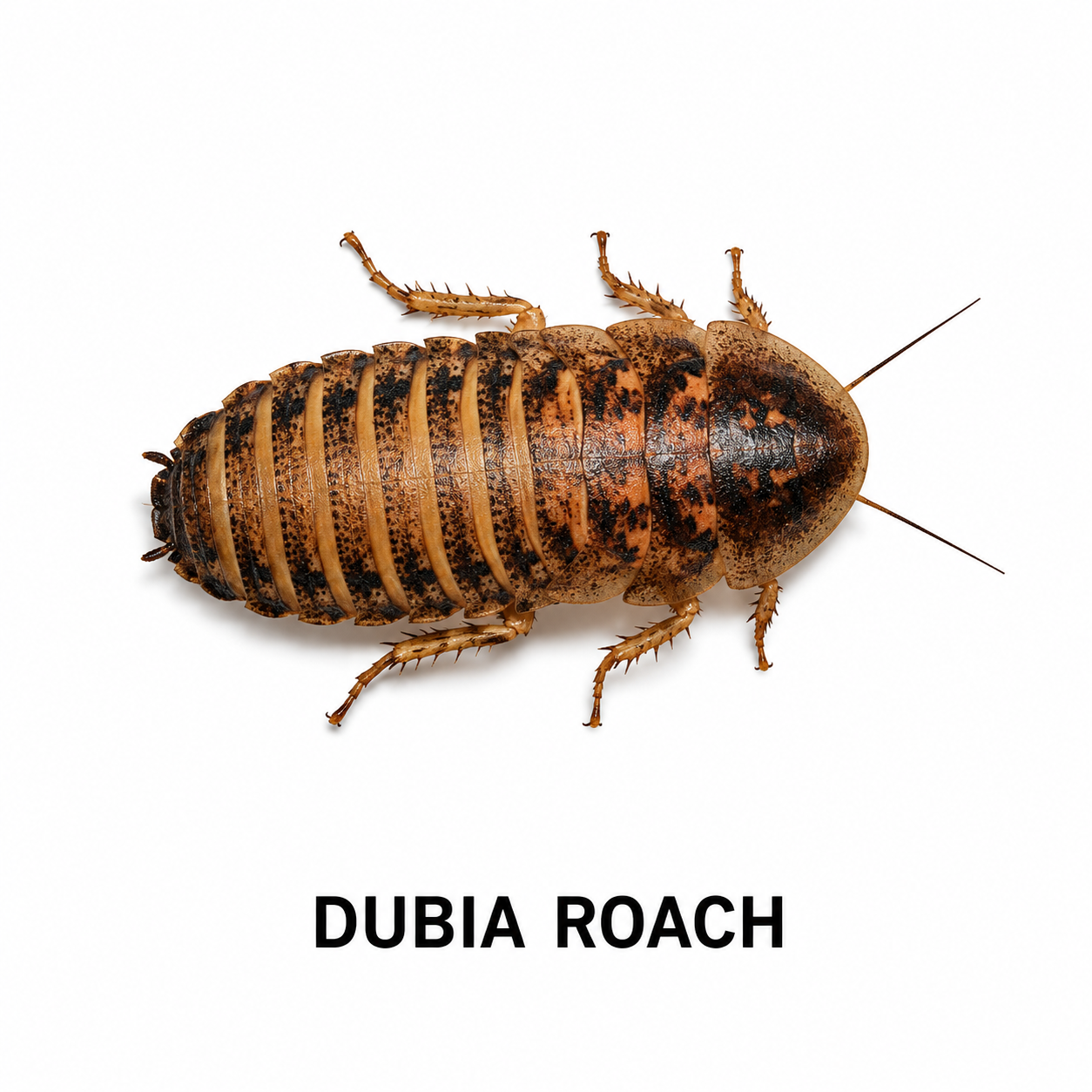 Dubia Roach feeder insect for bearded dragons