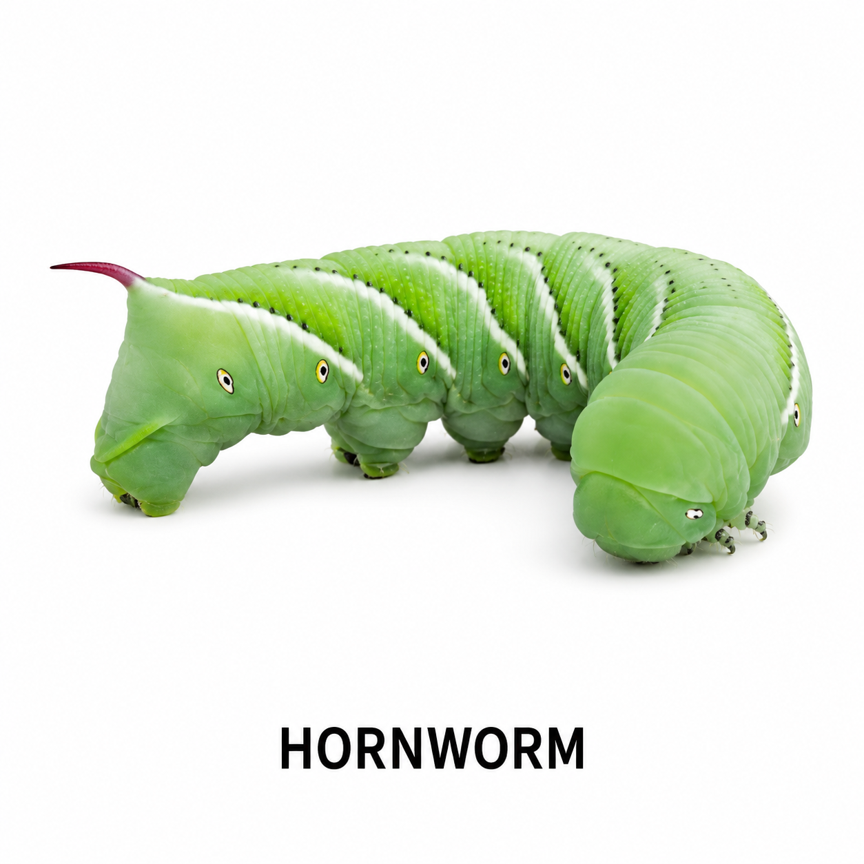 Hornworms feeder insect for bearded dragons