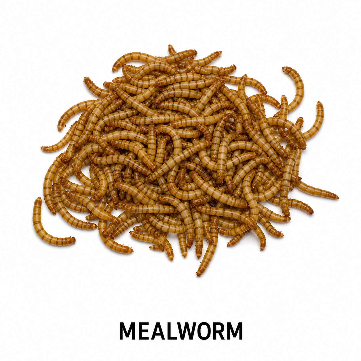 Mealworms feeder insect for bearded dragons