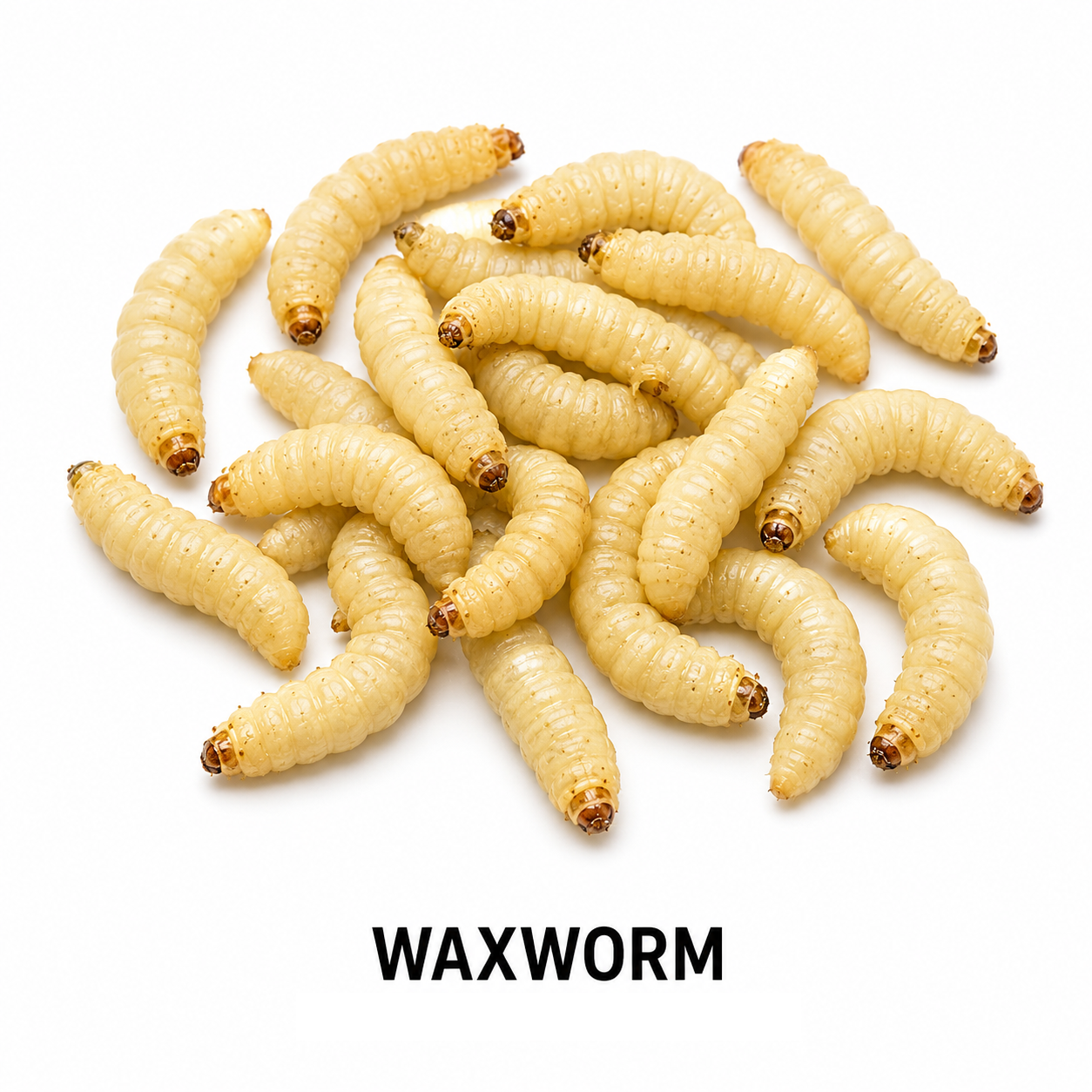 Waxworms feeder insect for bearded dragons